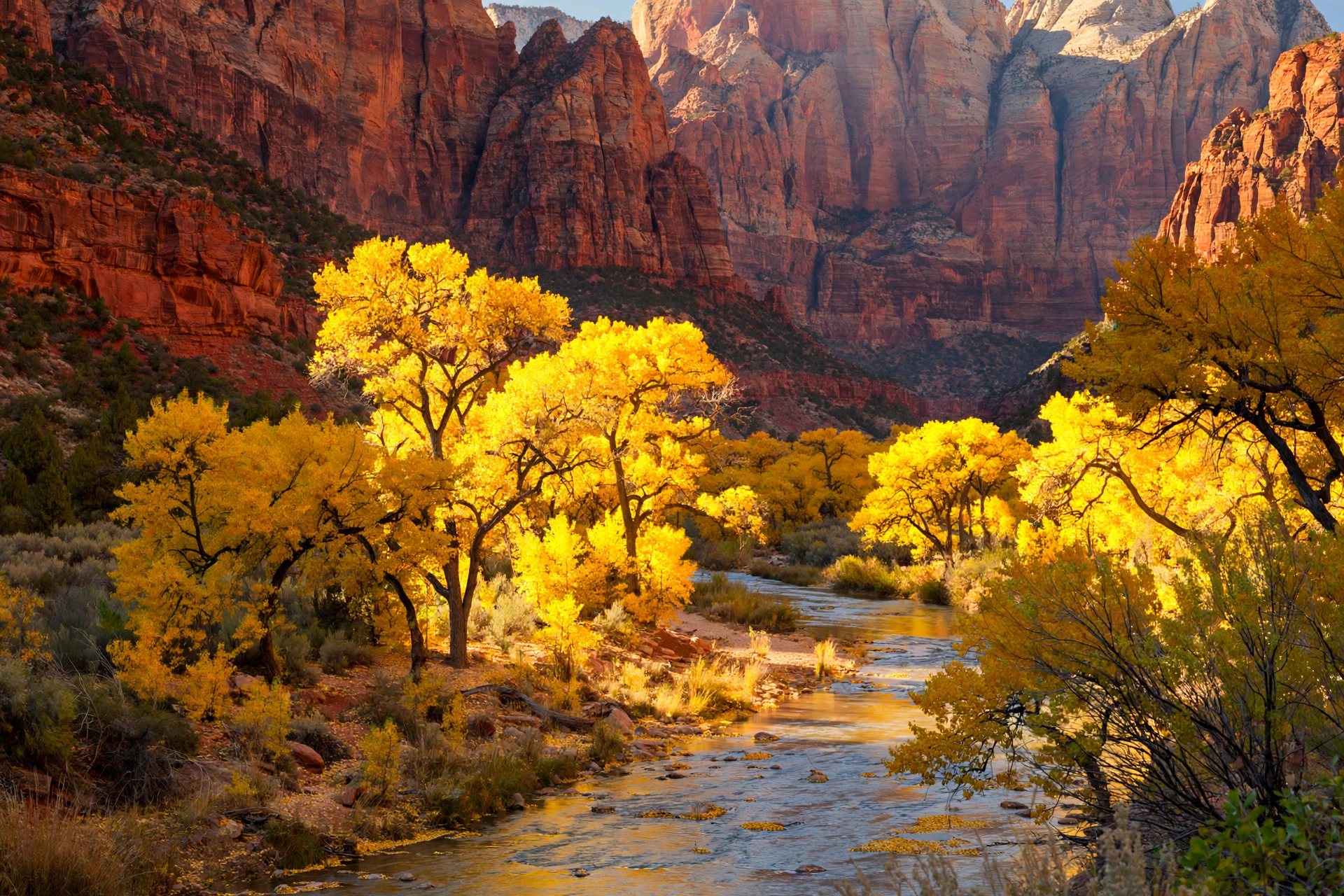 Autumn cottonwood trees glowing gold beneath Zion canyon cliffs